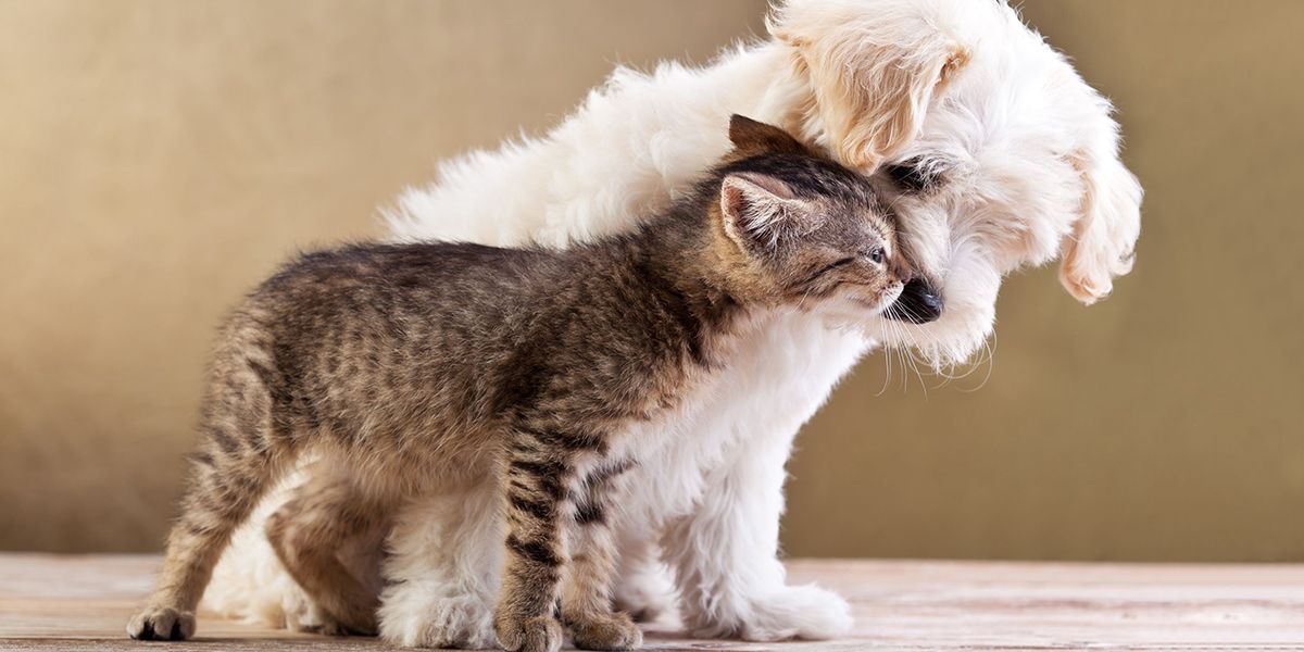 Pet Supplies | 9 Things You Need for a Complete Travel Nurse Packing List