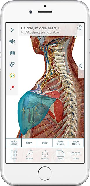 Muscle Premium | Top 20 Useful Physical Therapy Apps for Patients to Try