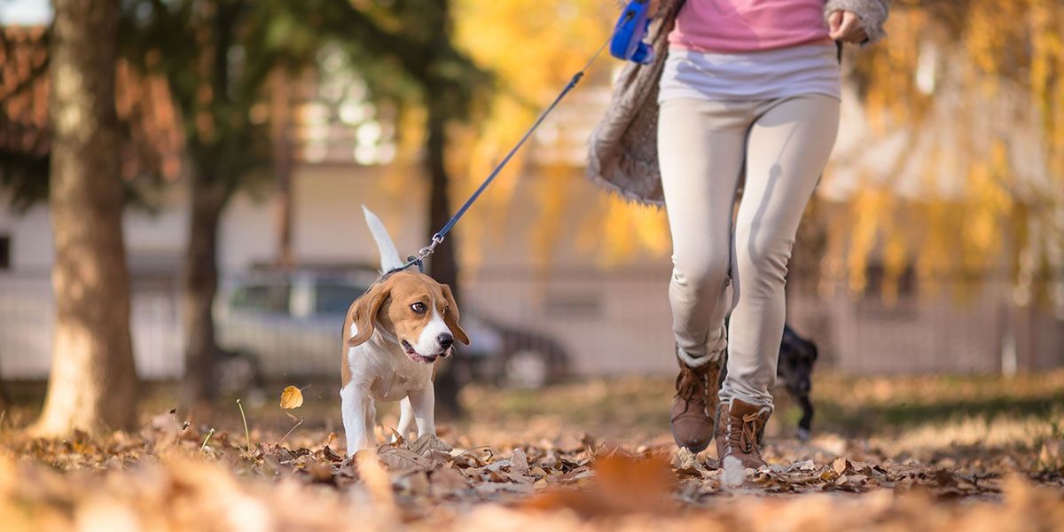 Take your dog to the park | 21 Best Ways to Meet New Friends in a New City