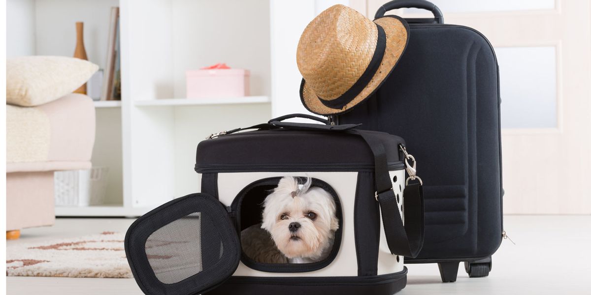 Children Pets | Travel Safety Tips: What You Need to Know Before You Go